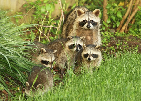 Wildlife Photography/Art