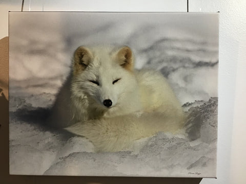 Arctic Fox on Canvas