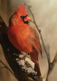 Cardinal cards