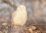 Owl card collection