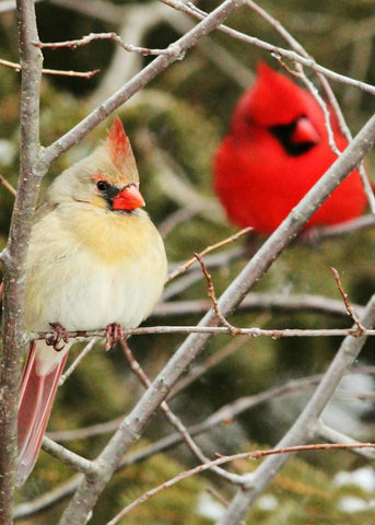Cardinal cards