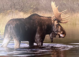 Moose cards