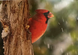 Cardinal cards