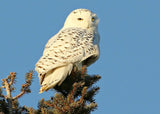 Owl card collection