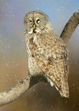 Owl card collection