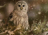 Owl card collection