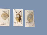 Sea Shell Pendant (various)