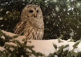 Owl card collection