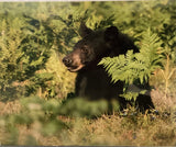 Black bear in the berries print