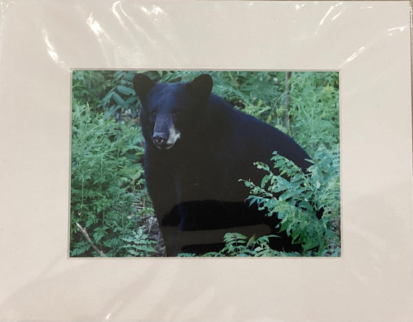 Black bear 5x7 matted print