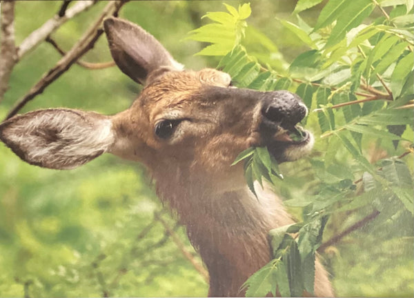 Deer eating card