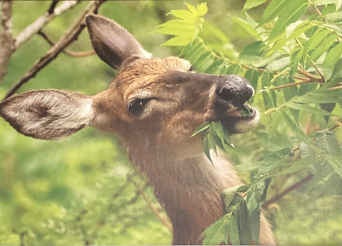 Deer eating card