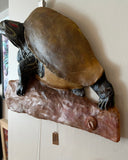 Angus the Painted Turtle