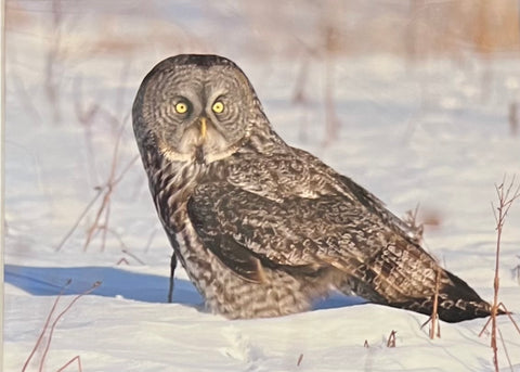 Great Gray in Hunt Mode matted print by Karen Leggo