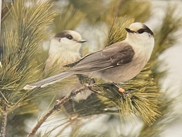 Gray Jay matted print by Karen Leggo