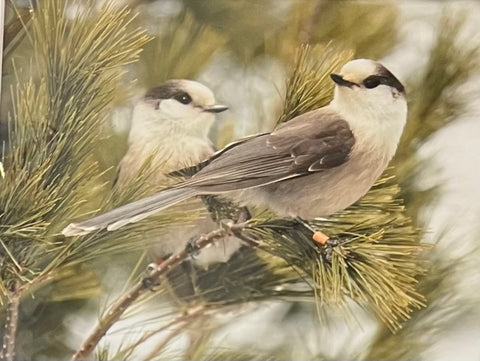 Gray Jay matted print by Karen Leggo