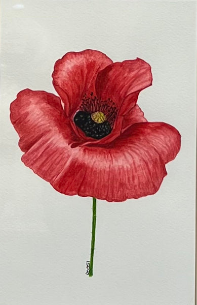 Red Poppy - original watercolour by Rossi Salter