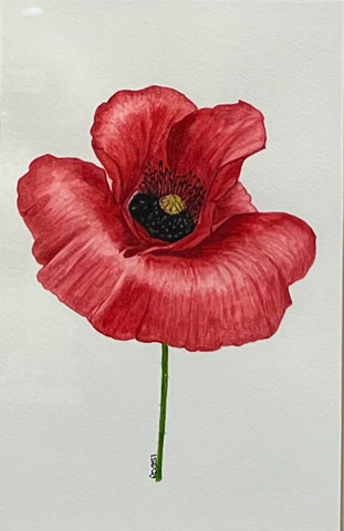 Red Poppy - original watercolour by Rossi Salter
