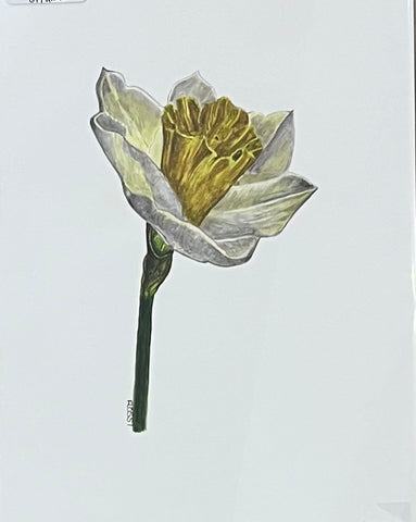 Single daffodil by Rossi Salter