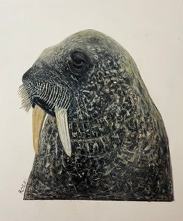 Walrus by Rossi Salter