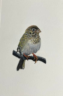 Vesper Sparrow by Rossi Salter