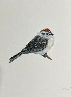 Chipping Sparrow by Rossi Salter