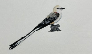 Scissor-tailed Fly Catcher by Rossi Salter