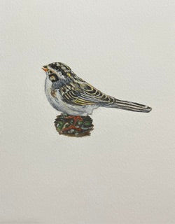 Clay-coloured Sparrow by Rossi Salter