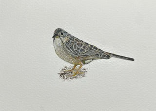 Cassin’s Sparrow by Rossi Salter