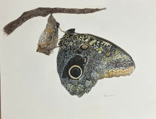 Blue Morpho Emerging by Rossi Salter