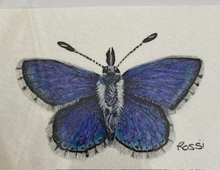 Anadondis Moth by Rossi Salter