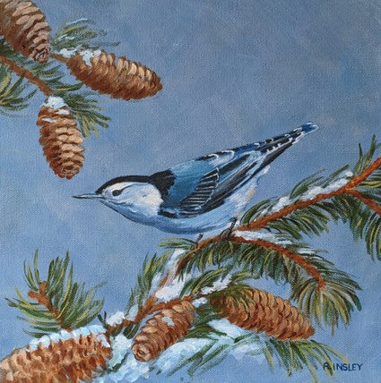 White-Breasted Nuthatch on a Pine Bough - original painting by Rosalyn Insley