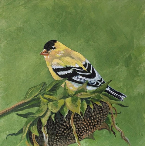 Goldfinch on a Sunflower