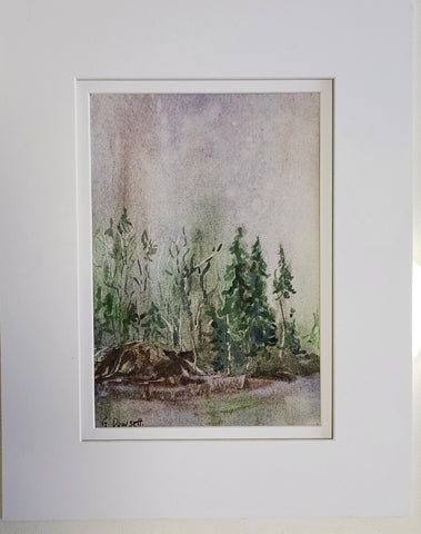Somewhere in a Rainy Forest by Gail Dowsett