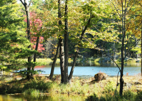 Fall Scene #1 - Cards by Karen Leggo - Martello Alley