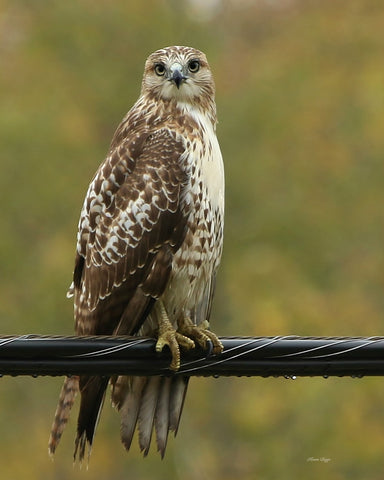 Juvenile Red-tailed hawk print - 8x10 prints by Karen Leggo - Martello Alley
