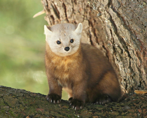 Algonquin Pine Marten - 8x10 print by Karen Leggo - Martello Alley