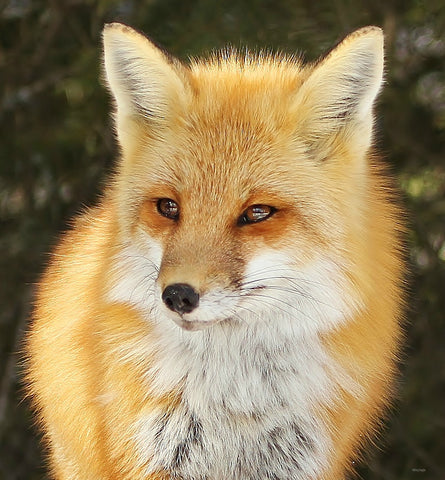 A portrait of an Algonquin red fox 8x 10 canvas - 8x10 canvas by Karen Leggo - Martello Alley