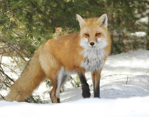 Framed Algonquin Red Fox - Framed 8x10 print by Karen Leggo - Martello Alley