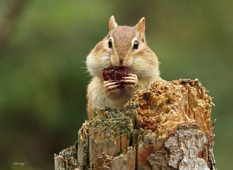 Mr. Chippy 8x10 print - 8 x 10 prints by Karen Leggo - Martello Alley