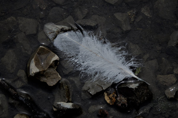 Delicate Strength - 8x10 print by Anne Finlay