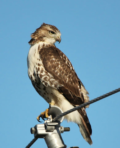 Red-tailed hawk print - 8x10 print by Karen Leggo - Martello Alley