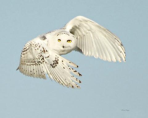 Snowy owl in flight - 8 x 10 print - 8 x 10 print by Karen Leggo - Martello Alley