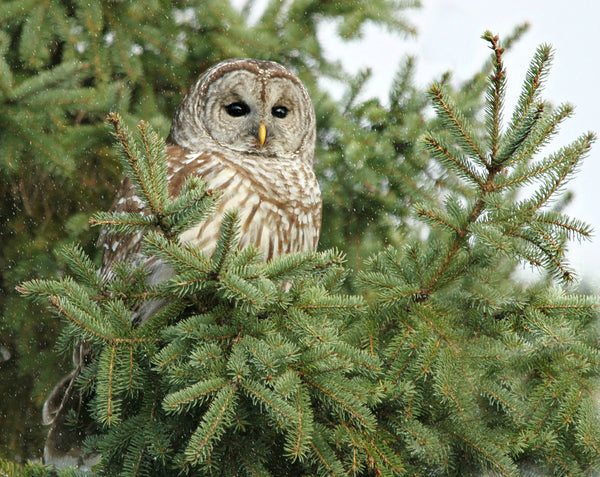 Barred Owl in the pines - 8 x 10 print - 8 x 10 print by Karen Leggo - Martello Alley