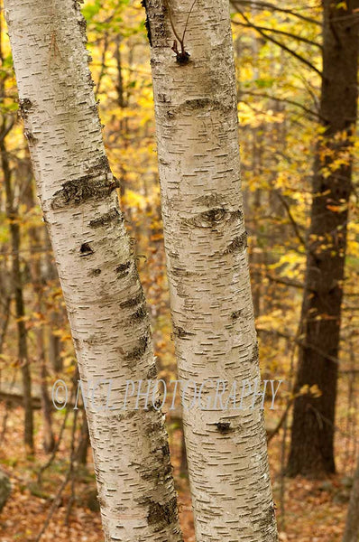 Aspens - framed canvas print - 12 x 18 inches - 12 x 18 inches canvas print by Nicole Couture-Lord - Martello Alley
