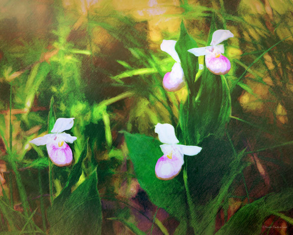 Lady Slippers (bronze finish) - 8x10 inches print - 8" x 10" inches print by Nicole Couture-Lord - Martello Alley