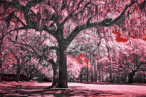 Pearl River swamp area - 8 x 10 print - 8 x 10 print by Nicole Couture-Lord - Martello Alley