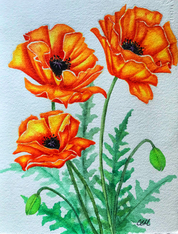 Poppies 11 - 11 x 14 print by Cathie Hamilton - Martello Alley