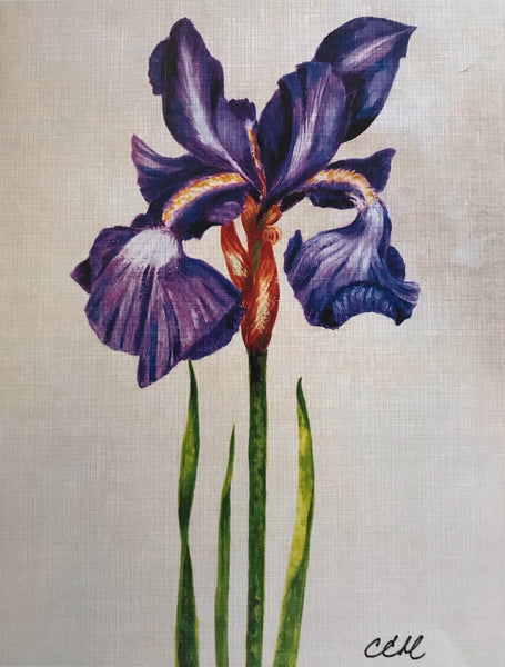 Siberian Iris - Print 8 x 10 by Cathie Hamilton - Martello Alley