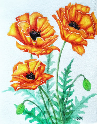 Poppies 11 - Print 8 x 10 by Cathie Hamilton - Martello Alley